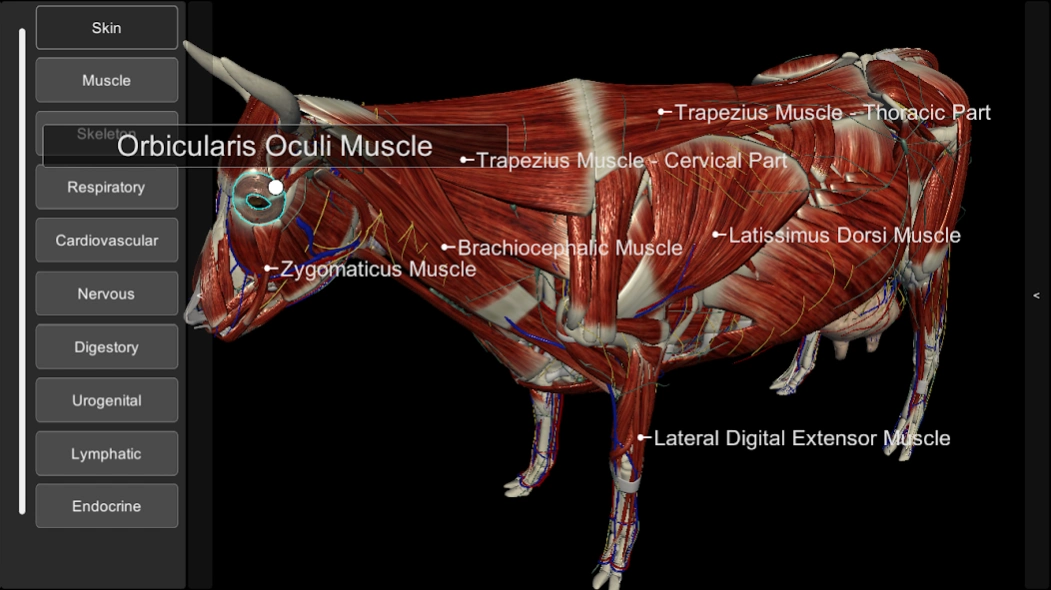 3D Bovine Anatomy  Screenshot