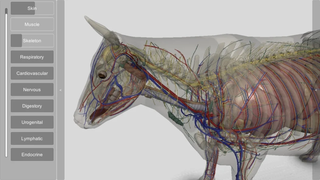 3D Bovine Anatomy  Screenshot