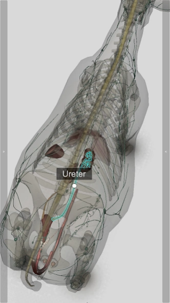 3D Bovine Anatomy  Screenshot