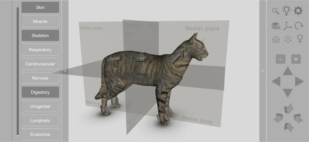 3D Cat Anatomy 2.02b Images 1