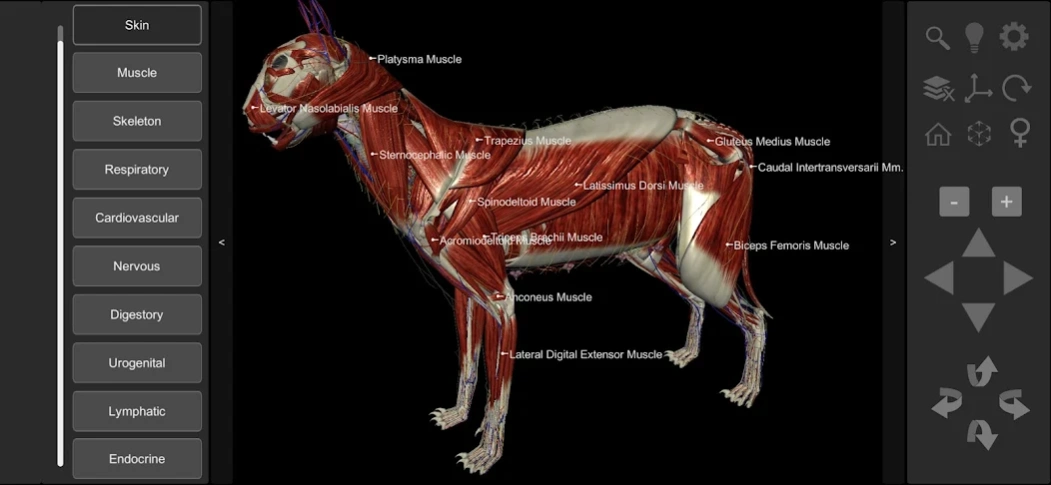 3D Cat Anatomy 2.02b Captures 3