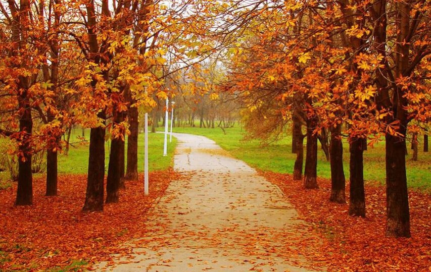 Autumn Wallpaper 2 1.7 Screenshot