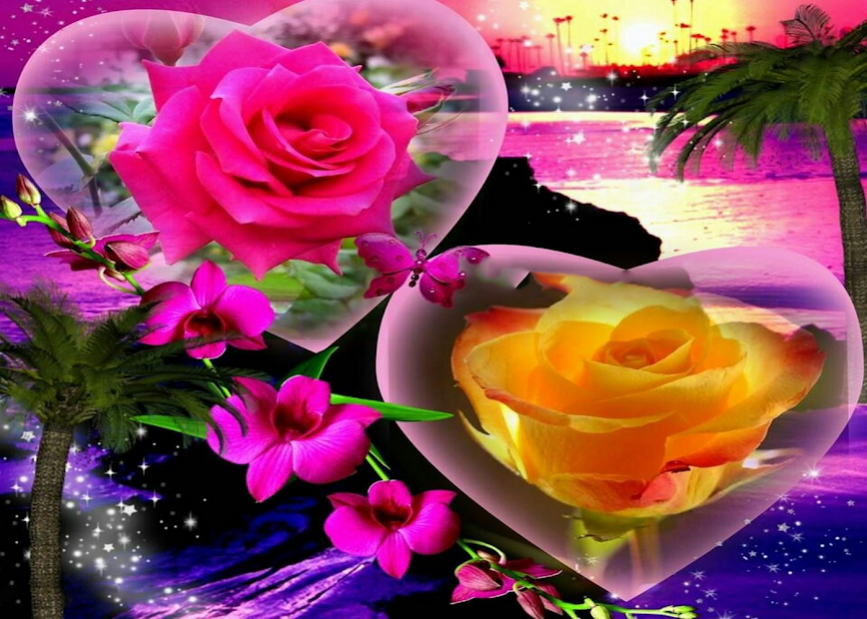Beautiful flowers and roses pictures Gif 4.1 Screenshot