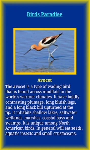 Birds Life  Screenshot