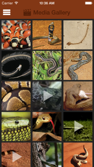 Britannica Kids: Snakes 3.0.1 Screenshot