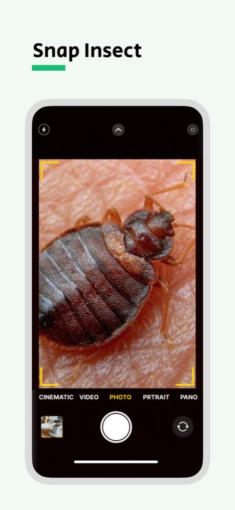 Bug Identifier - Punaise 1.1 Screenshot