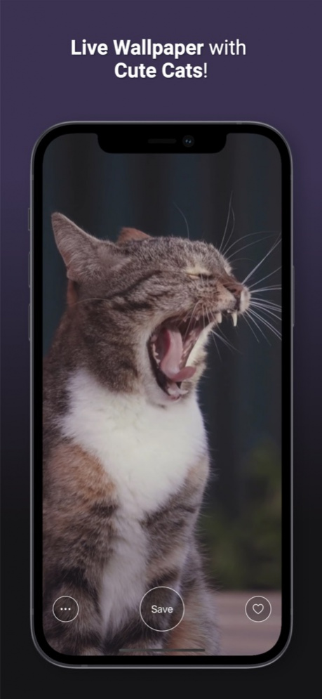 Cat Live Wallpapers  Screenshot