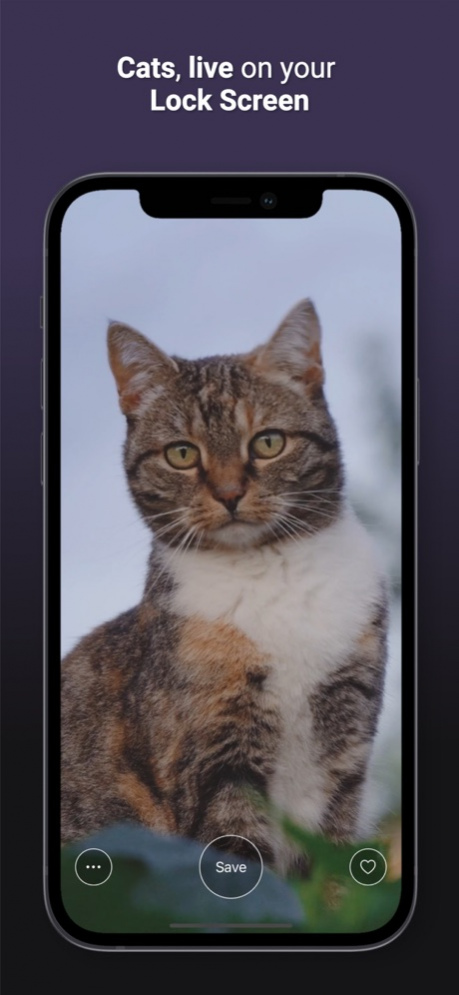 Cat Live Wallpapers  Screenshot