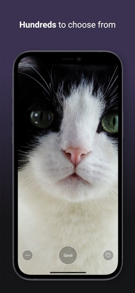 Cat Live Wallpapers  Screenshot