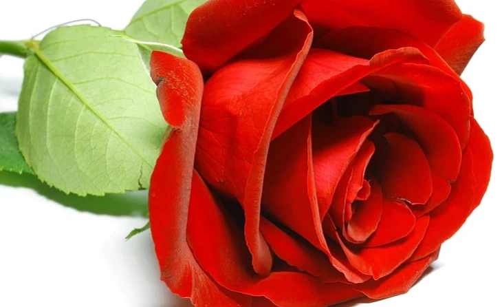 Colorful Flowers Roses HD Wall  Screenshot