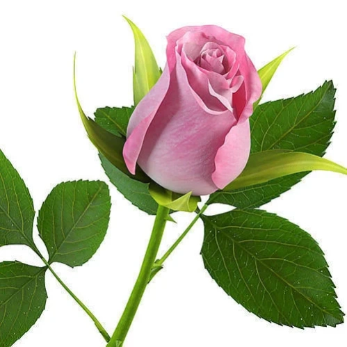 Colorful Flowers Roses HD Wall  Screenshot
