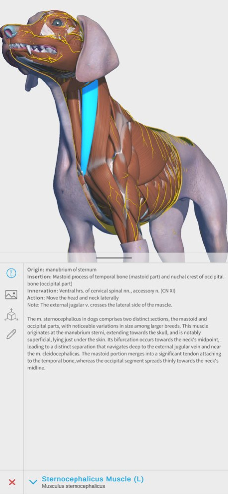 Complete Canine Anatomy 3D 1.6 Screenshot