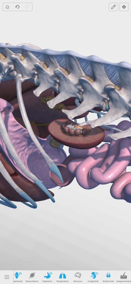 Complete Canine Anatomy 3D 1.6 Screenshot