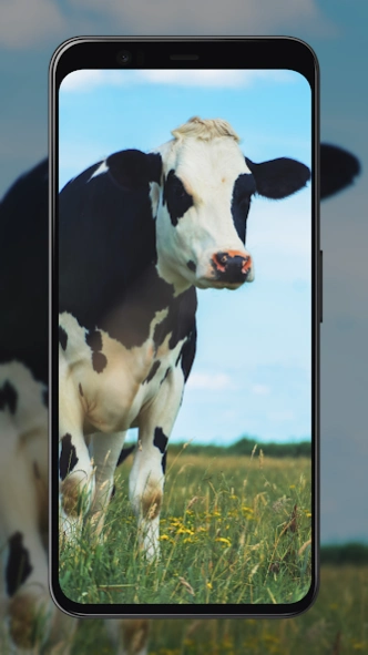Cow Wallpapers 3.0.1 Screenshot