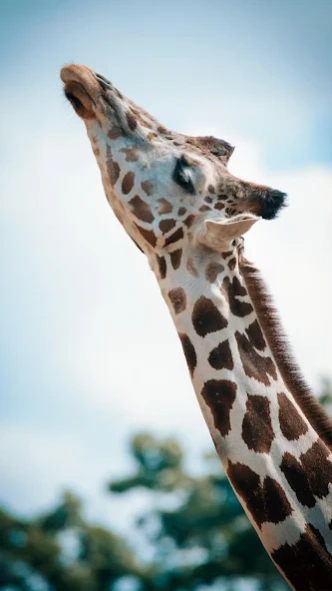 Cute Animal APUS Live Wallpape 1.0 Screenshot
