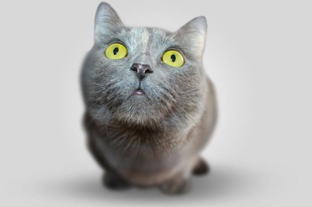 Cute Cat Wallpapers Background 1.0.2 Screenshot