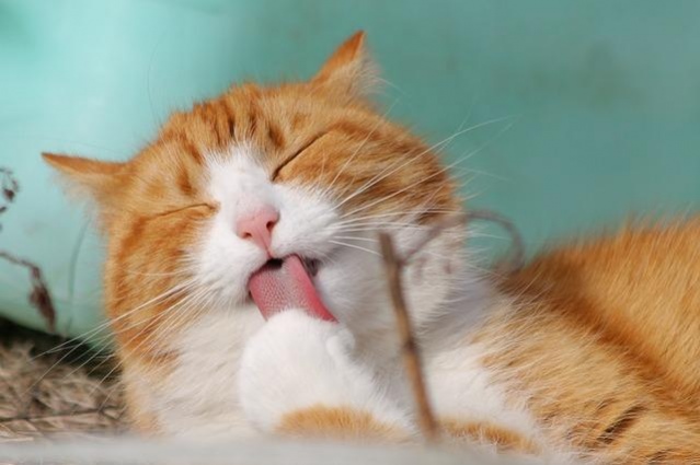 Cute Cat Wallpapers Background 1.0.2 Screenshot