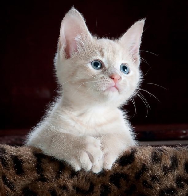 Cute Cat Wallpapers Background 1.0.2 Screenshot
