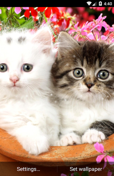 Cute Kittens Live Wallpaper 1.0 Screenshot
