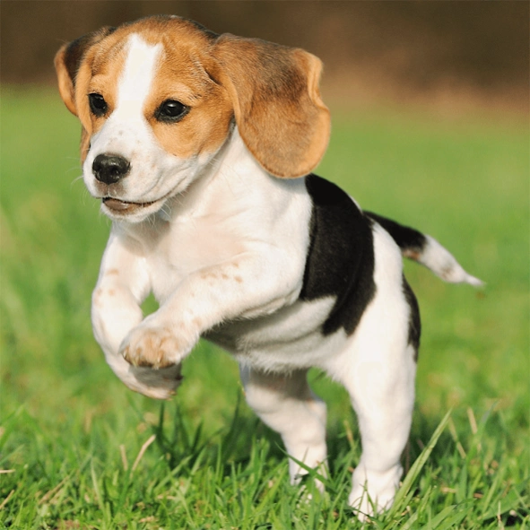 Cute Puppy Jigsaw Puzzles 1.1.2 Screenshot