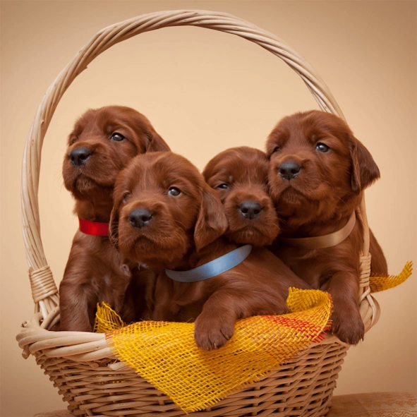 Cute Puppy Jigsaw Puzzles 1.1.2 Screenshot