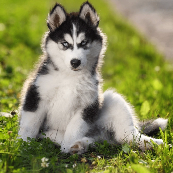 Cute Puppy Jigsaw Puzzles 1.1.2 Screenshot