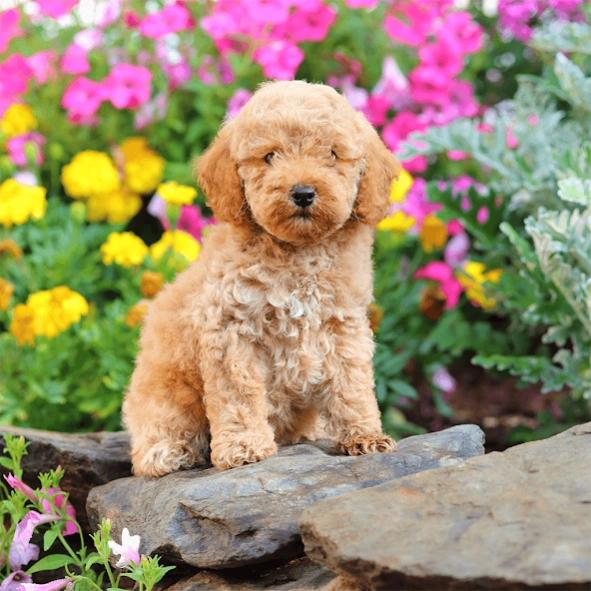 Cute Puppy Jigsaw Puzzles 1.1.2 Screenshot