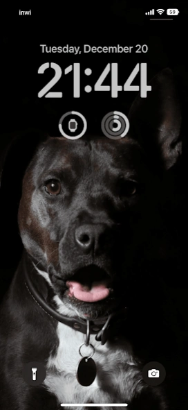 Dog wallpapers 4k 2.2.0 Screenshot