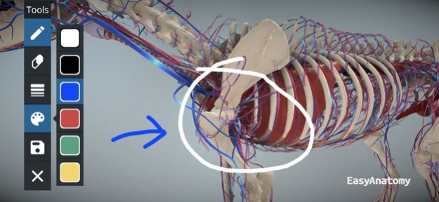 EasyAnatomy: 3D Canine Anatomy 2.0.3 Screenshot