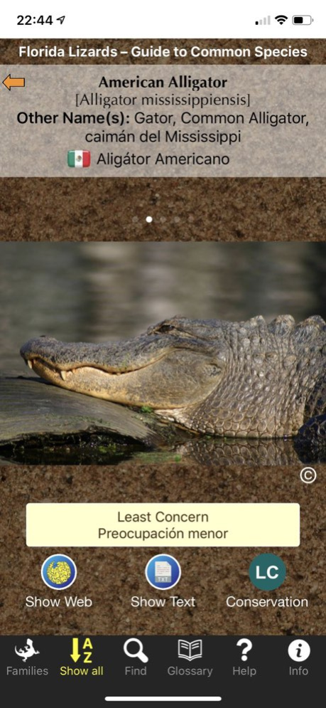 Florida Lizards 1.3 Screenshot