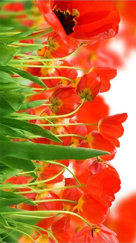 Flower Wallpaper 27.0 Screenshot