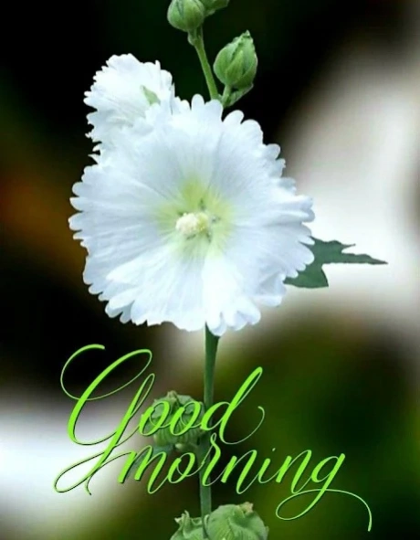 Good Morning romantique Images  Screenshot
