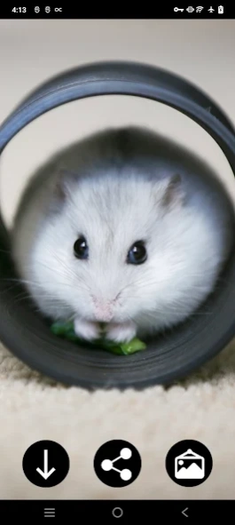 Hamster Wallpapers 4.0 Screenshot