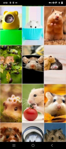Hamster Wallpapers 4.0 Screenshot