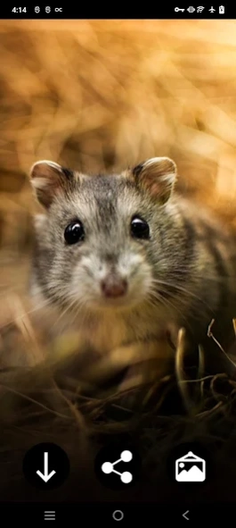 Hamster Wallpapers 4.0 Screenshot
