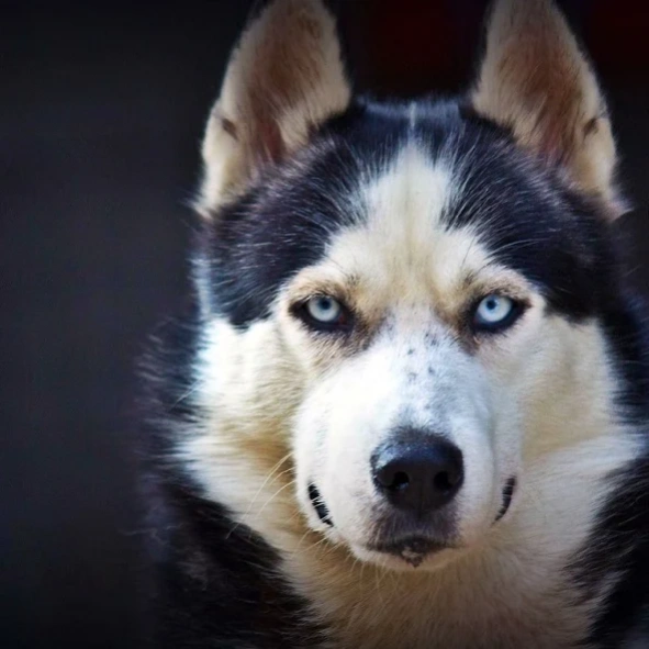 Huskies Dog Jigsaw Puzzle Game 1.9 Screenshot