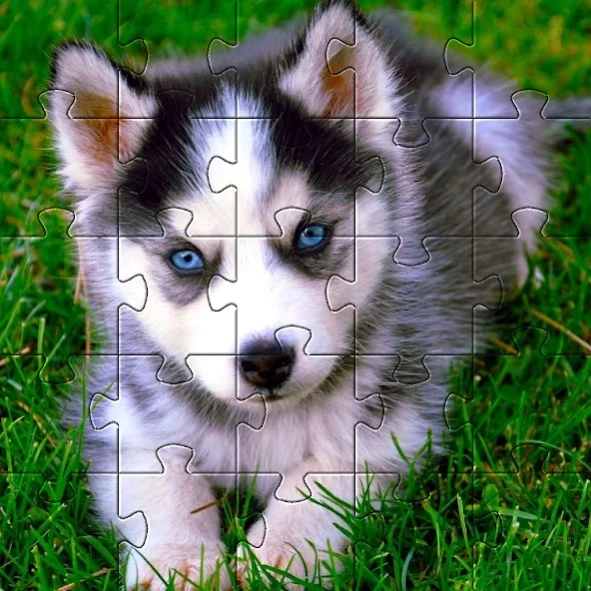 Huskies Dog Jigsaw Puzzle Game 1.9 Screenshot