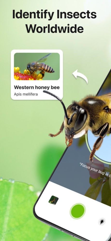 Bug Sound Identifier Insect ID 1.6.6 Screenshot