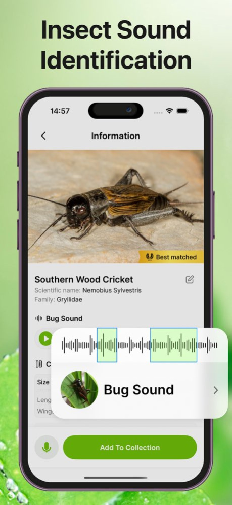 Bug Sound Identifier Insect ID 1.6.6 Screenshot