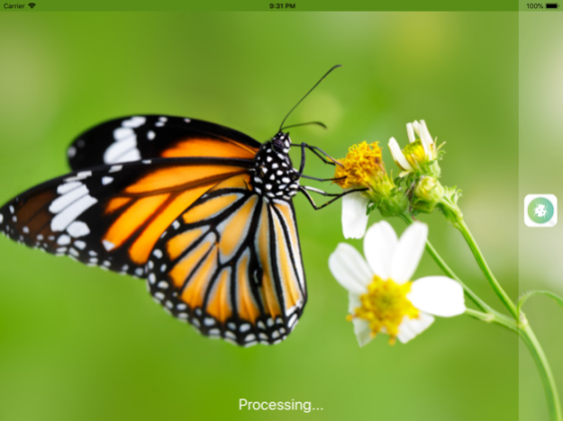 InsectSnap - Insect Identifier  Screenshot