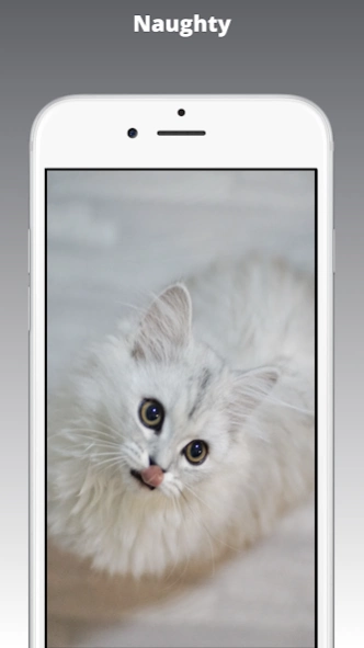 Kitten Wallpaper & Cat Images 1.1 Screenshot