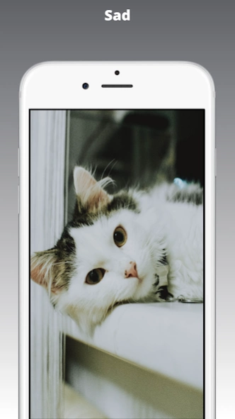 Kitten Wallpaper & Cat Images 1.1 Screenshot