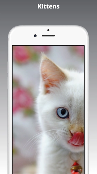 Kitten Wallpaper & Cat Images 1.1 Screenshot