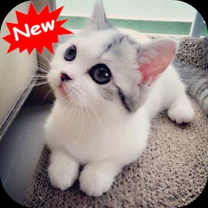 Kitten 1.1 Screenshot