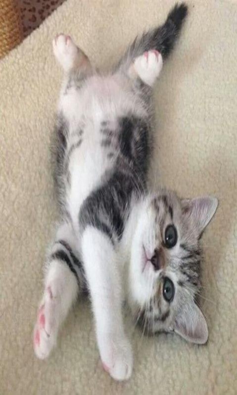 Kitten 1.1 Screenshot