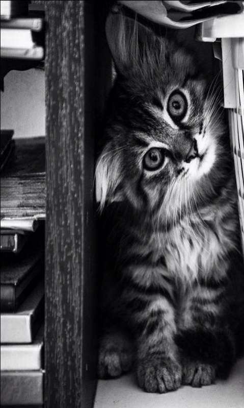 Kitten 1.1 Screenshot
