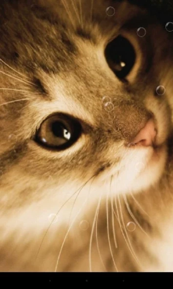 Lazy Cat Live Wallpaper 1.7.0 Screenshot