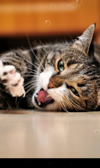Lazy Cat Live Wallpaper 1.7.0 Screenshot