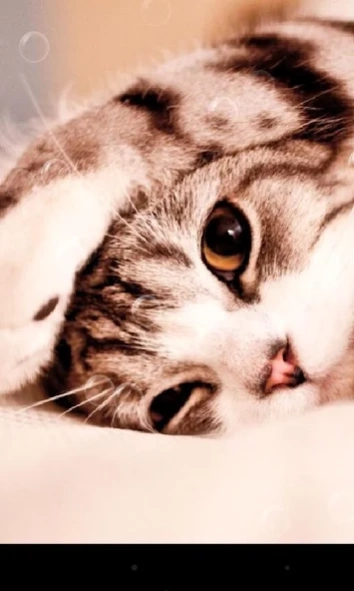 Lazy Cat Live Wallpaper 1.7.0 Screenshot