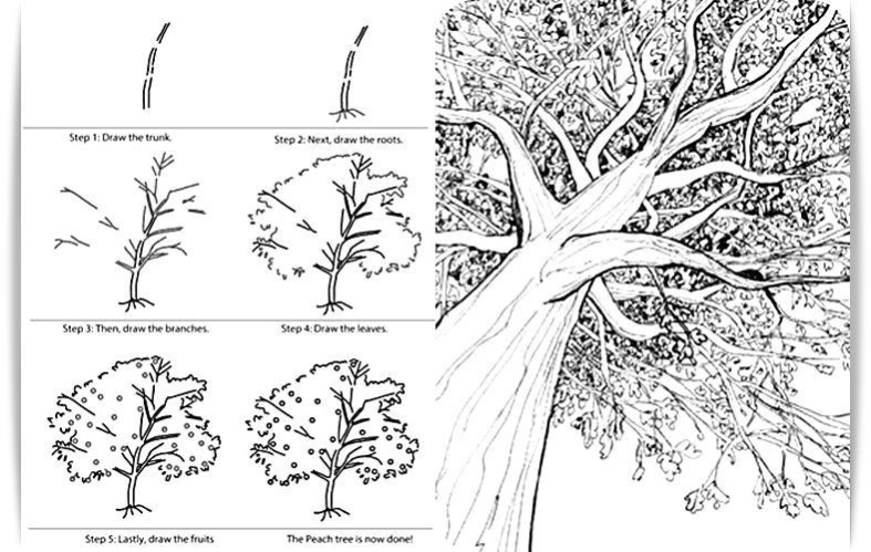 Learn to Draw Trees 2.0 Screenshot